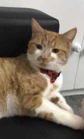 Lost Cat