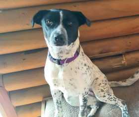 Lost Dog