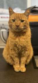 Lost Cat
