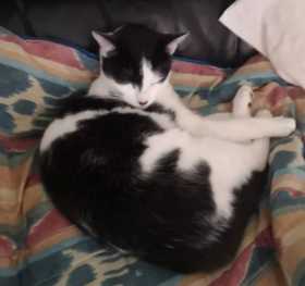 Lost Cat