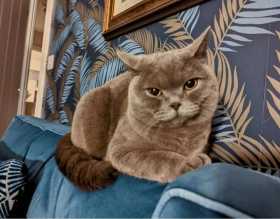 Lost Cat