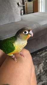 Lost Conure