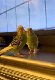 Lost Parakeet