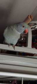 Lost Indian Ringneck Parakeet