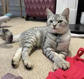 Lost Cat