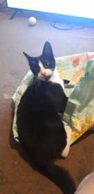 Lost Cat
