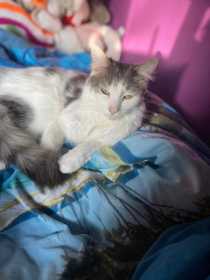 Lost Cat