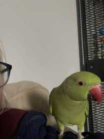 Lost Indian Ringneck Parakeet