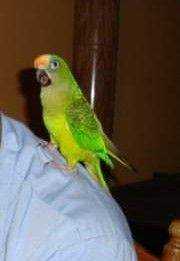 Lost Conure