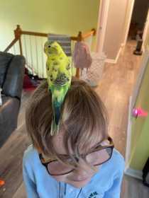 Lost Parakeet