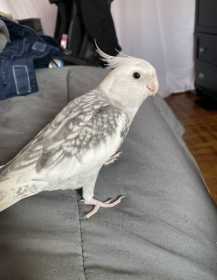 Lost Cockatiel