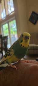 Lost Budgerigar