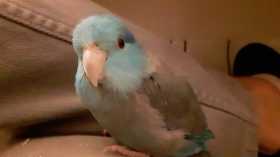 Lost Parrotlet