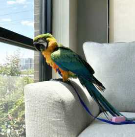 Lost Macaw