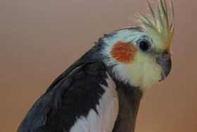 Lost Cockatiel