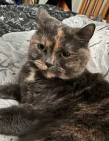 Lost Cat