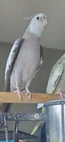 Lost Cockatiel