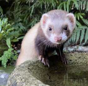 Lost Ferret
