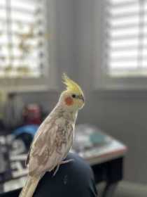 Lost Cockatiel