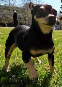 Lost Dog