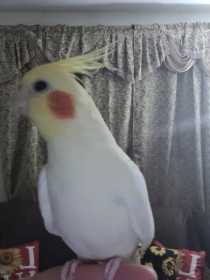 Lost Cockatiel