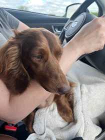 Lost Dog