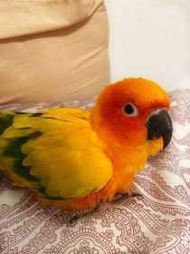 Lost Conure