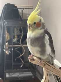 Lost Cockatiel