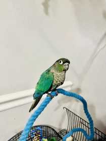 Lost Conure