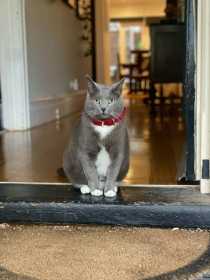 Lost Cat