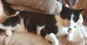 Lost Cat