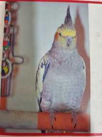 Lost Cockatiel