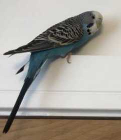 Lost Budgerigar