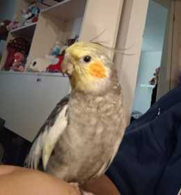 Lost Cockatiel