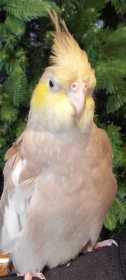 Lost Cockatiel