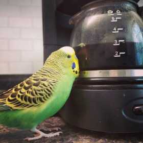 Lost Parakeet