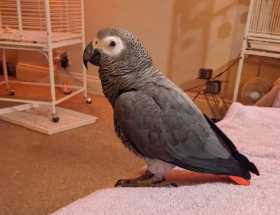 Lost African Grey
