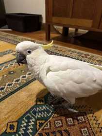 Lost Cockatoo
