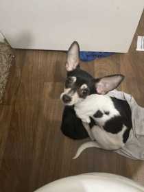 Lost Dog
