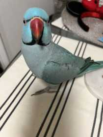 Lost Indian Ringneck Parakeet