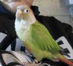 Lost Conure