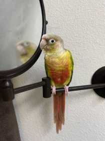 Lost Conure