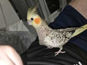 Lost Cockatiel