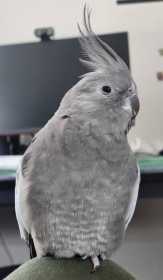 Lost Cockatiel