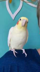 Lost Cockatiel