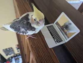 Lost Cockatiel