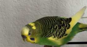 Lost Budgerigar