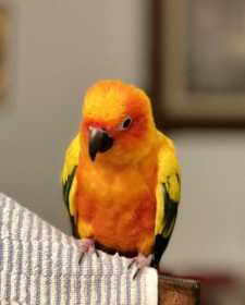 Lost Conure