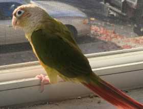 Lost Conure