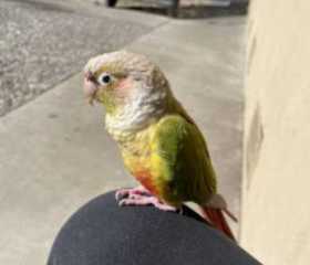 Lost Conure